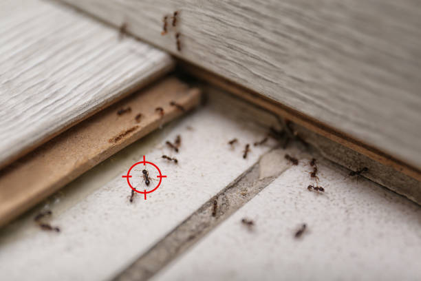 Pest Control for Restaurants in Salem, UT