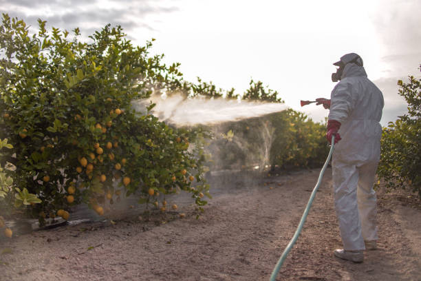 Best Flea Control Services  in Salem, UT