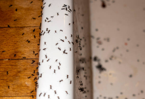 Best Mosquito Control Services  in Salem, UT