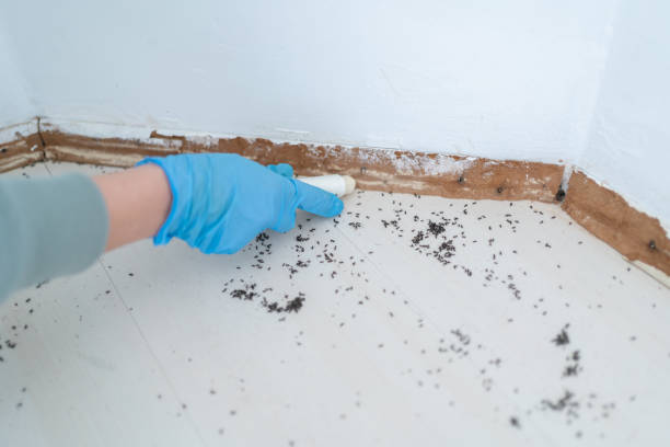 Best Pest Control Treatment  in Salem, UT